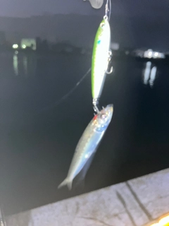 イワシの釣果