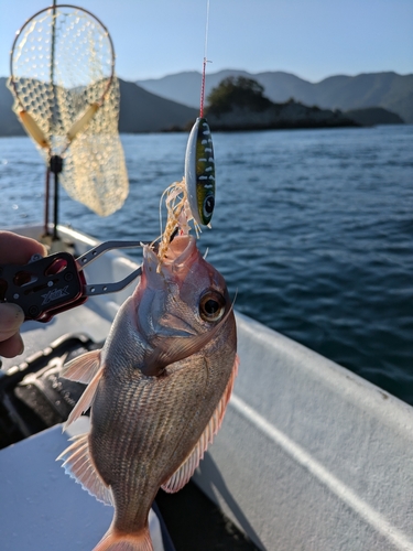 マダイの釣果