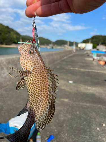 オオモンハタの釣果