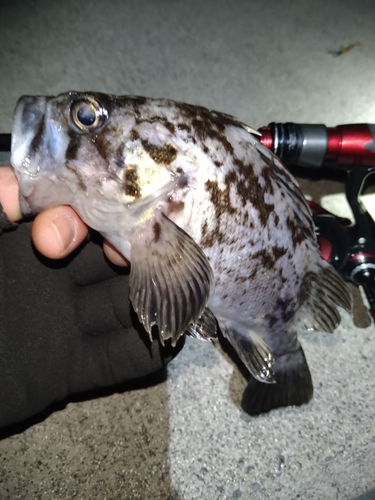 クロソイの釣果