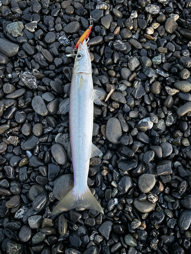 アカカマスの釣果