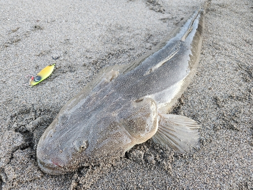 マゴチの釣果