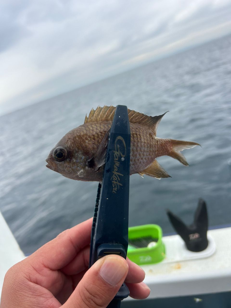 きンちゃンさんの釣果 3枚目の画像