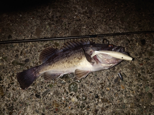 クロソイの釣果