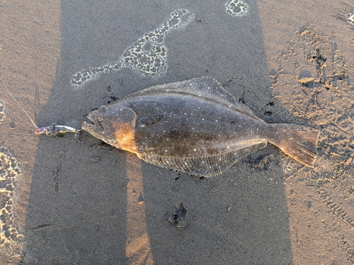 ソゲの釣果