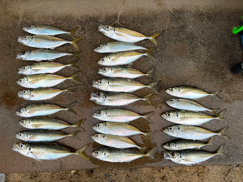 アジの釣果