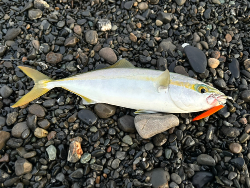 ワカシの釣果