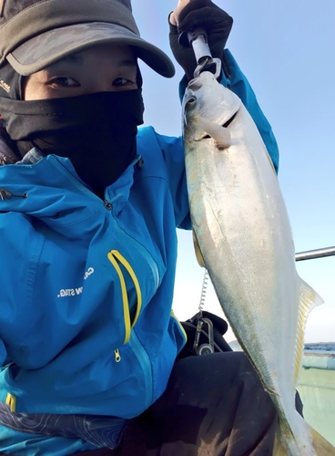 ハマチの釣果