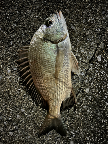 ミナミクロダイの釣果