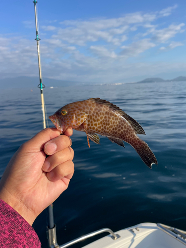 オオモンハタの釣果