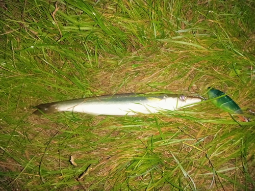 カマスの釣果