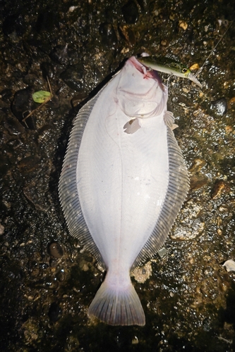 ヒラメの釣果