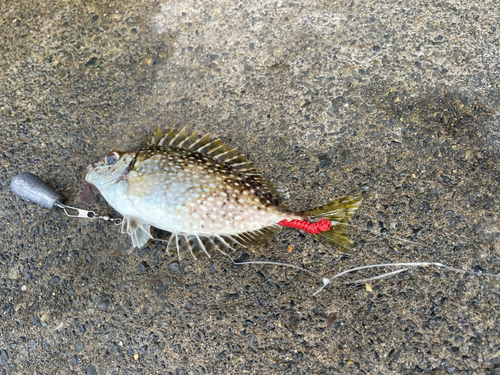 アイゴの釣果