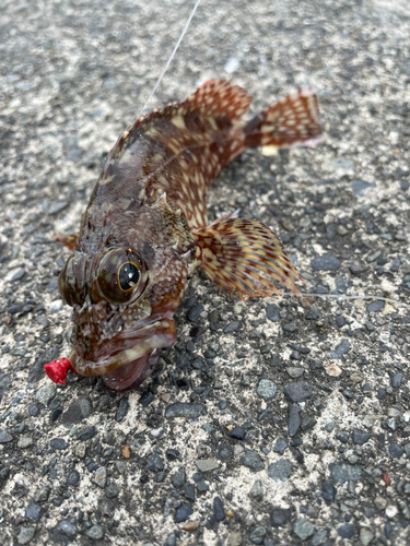 カサゴの釣果