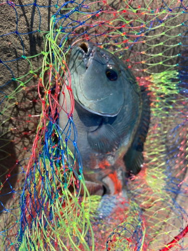 クチブトグレの釣果