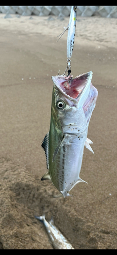 サゴシの釣果