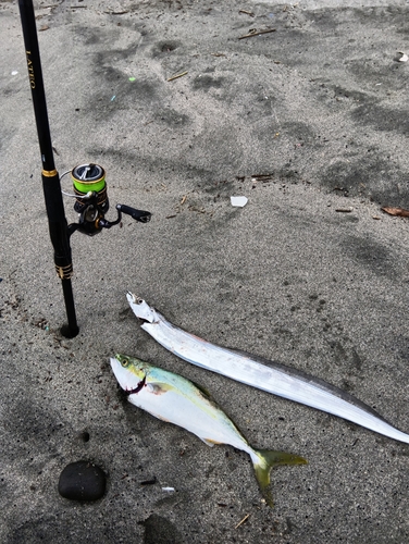 イナダの釣果