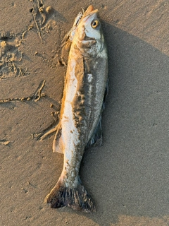 セイゴ（マルスズキ）の釣果