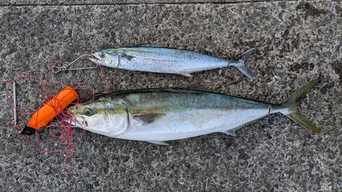 ブリの釣果