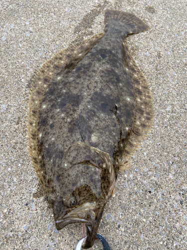 ヒラメの釣果