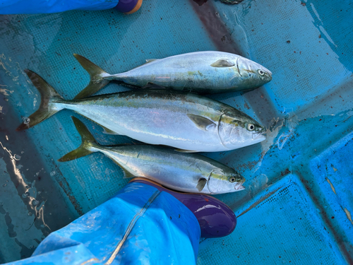 イナダの釣果