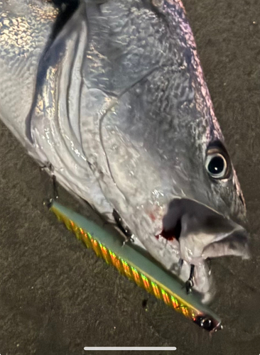 オオニベの釣果