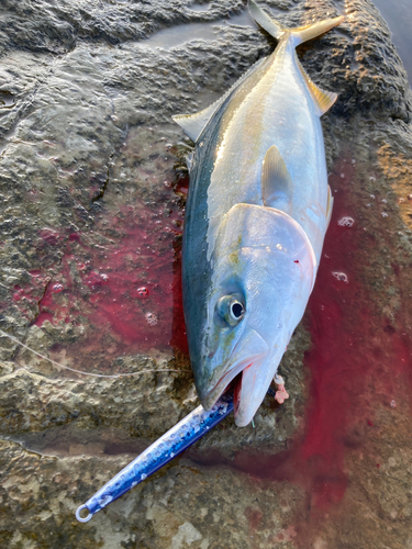 イナダの釣果