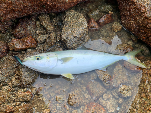 ヤズの釣果