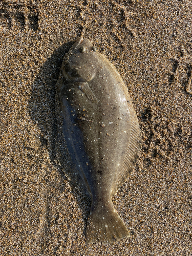 ソゲの釣果