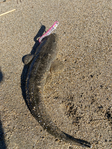 マゴチの釣果