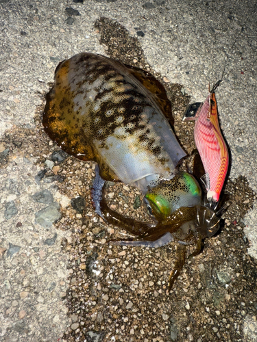 アオリイカの釣果