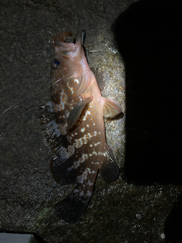 アコウの釣果