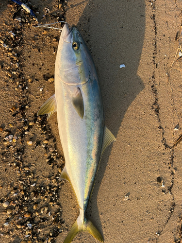 ブリの釣果