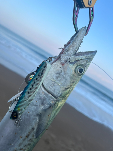 サゴシの釣果