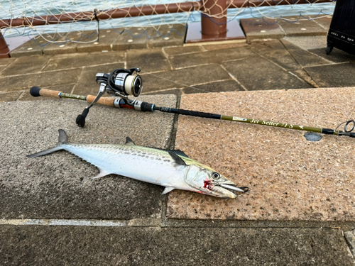 サゴシの釣果