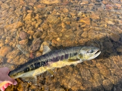 サケの釣果