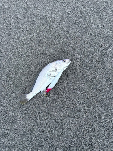 ニベの釣果