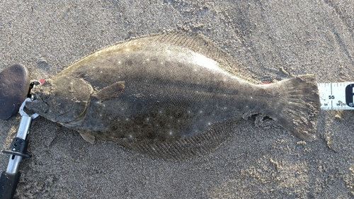 ヒラメの釣果