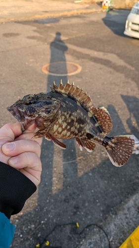 カサゴの釣果