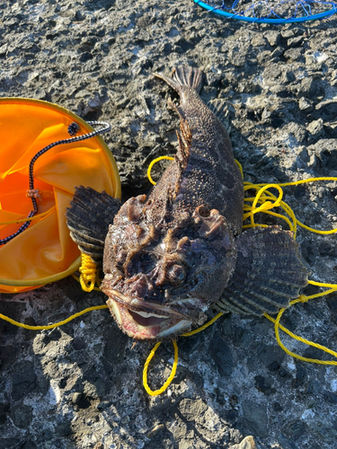 トウベツカジカの釣果