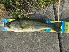 ブラックバスの釣果