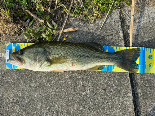 ブラックバスの釣果