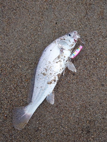 ニベの釣果