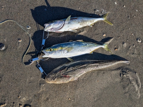 マゴチの釣果