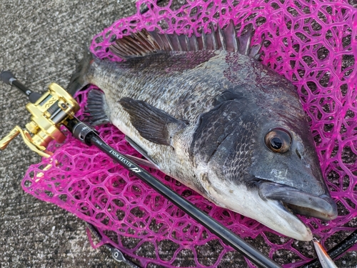 チヌの釣果