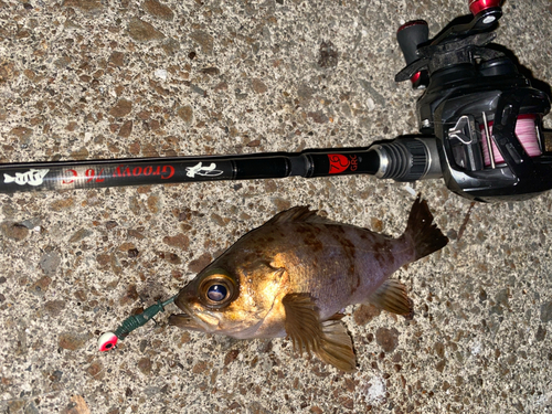 メバルの釣果