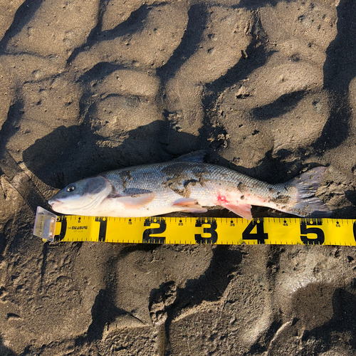 マルタウグイの釣果