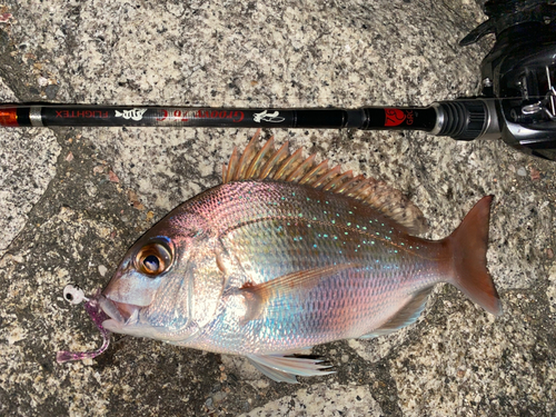 マダイの釣果