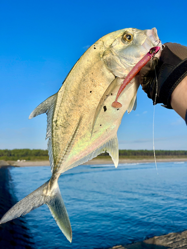 メッキの釣果