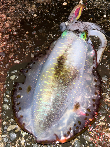 アオリイカの釣果